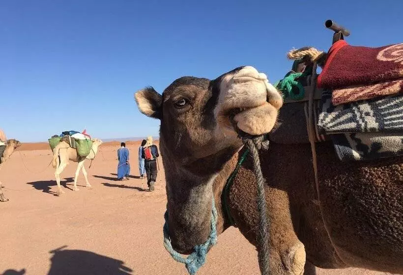 ホテル Desert Moussa Tours