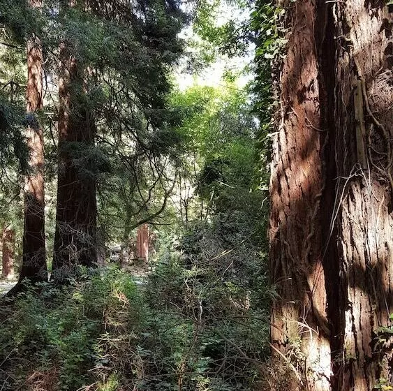 Hotel Emerald Forest Cabins