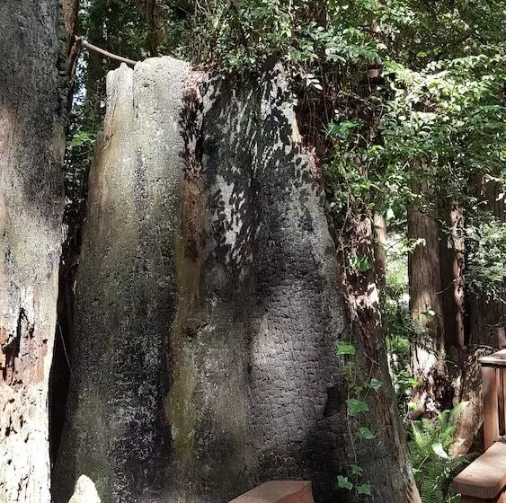Hotel Emerald Forest Cabins