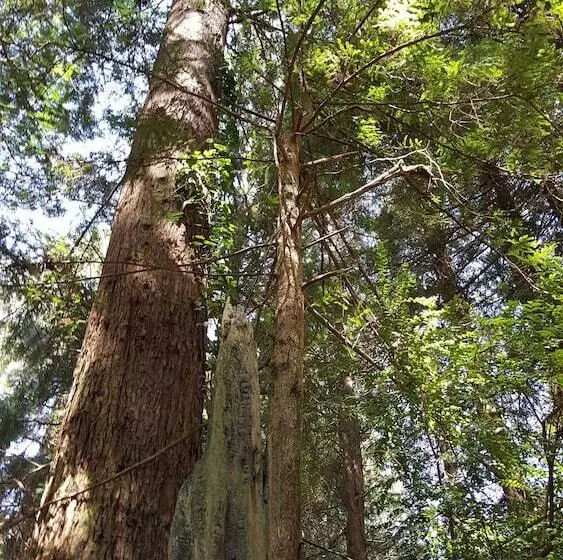 Hotel Emerald Forest Cabins