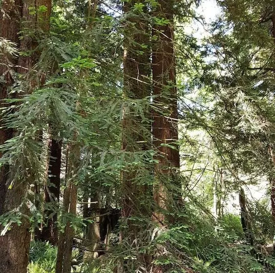 Hotel Emerald Forest Cabins