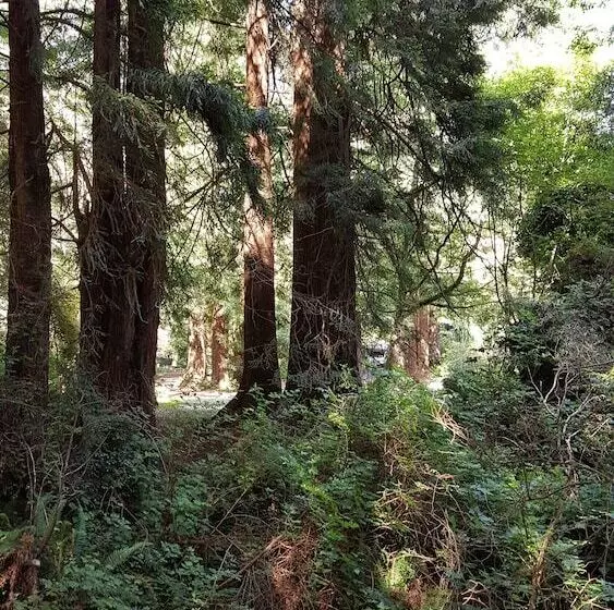 Hotel Emerald Forest Cabins