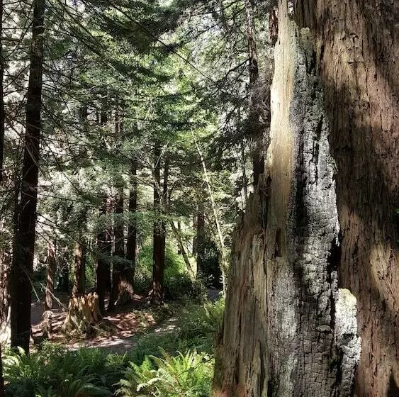 Hotel Emerald Forest Cabins