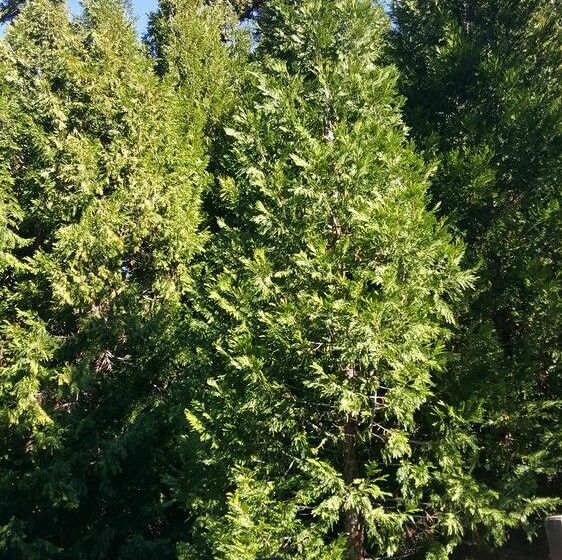 ホテル Lake Arrowhead Chalets