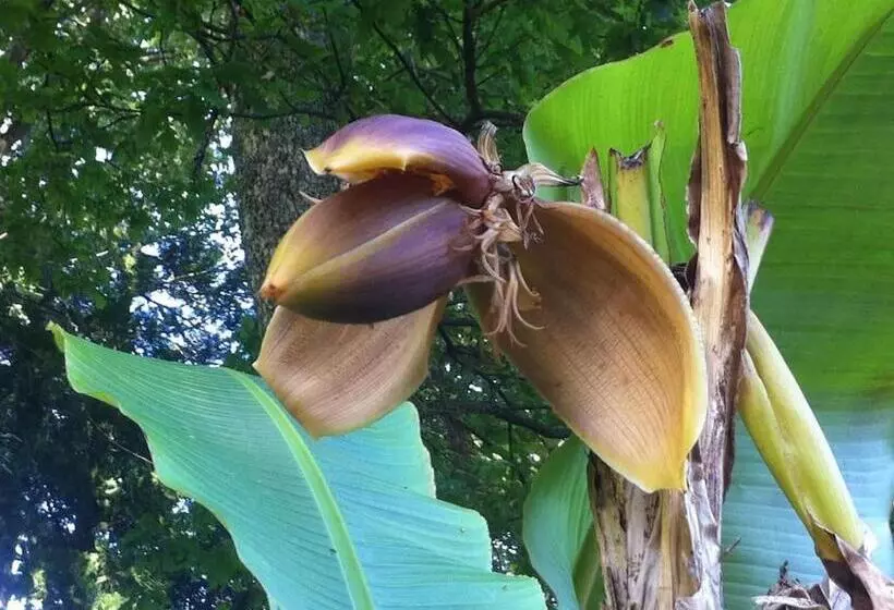 Aamiaismajoitus (B&B) Maisonmazerand