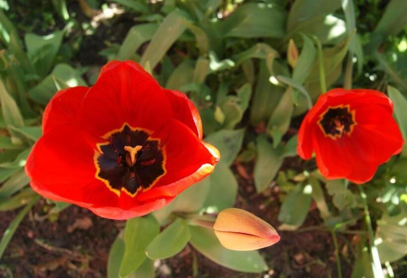 הוסטל Hospedaje Flores Del Sur