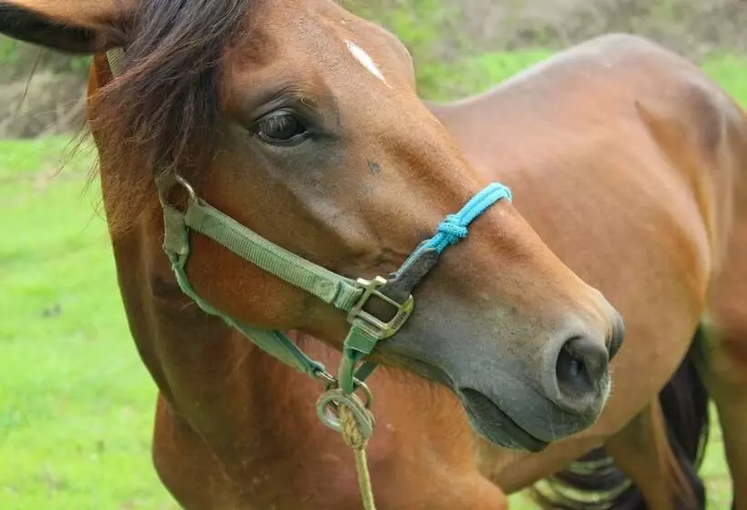 Hotelli Suite Rivas 126 Gran Pacifica Resort