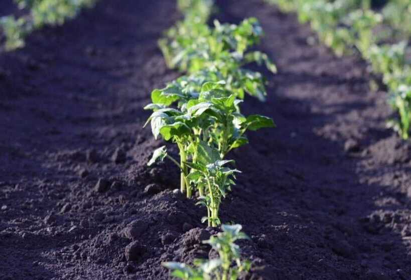 Daebudo Illua Pension