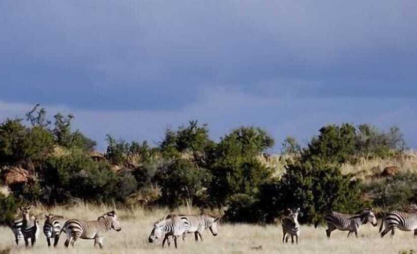 فندق Otterskloof Private Game Reserve