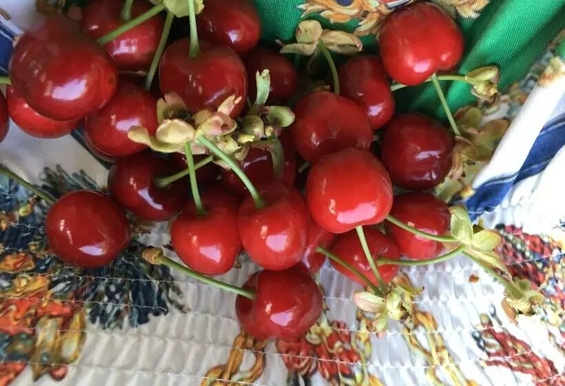 ペンション Mas De L'ilon