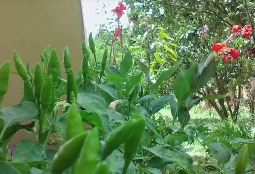 Sokhon Home Stay   Adults Only   Hostel