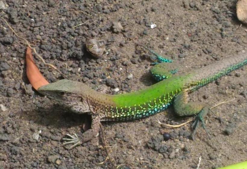 הוסטל Pousada Container Eco Manguinhos