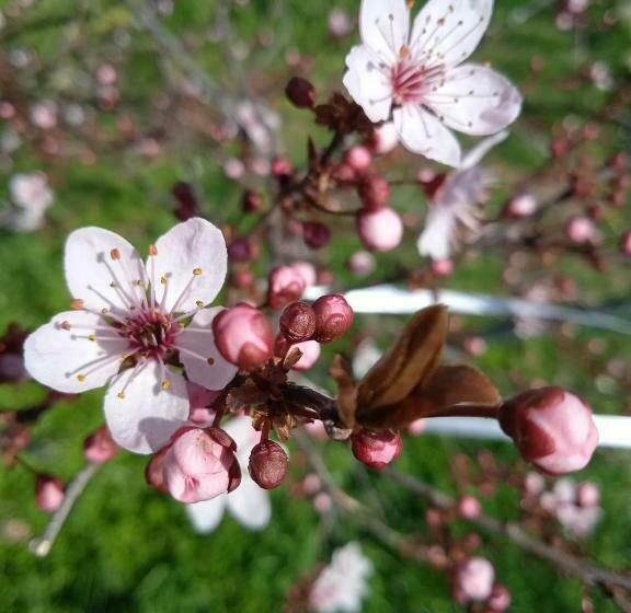 בית מלון כפרי Rupe Delle Sorbe