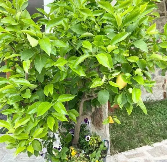 پانسیون Casa De Vacanta Mirela
