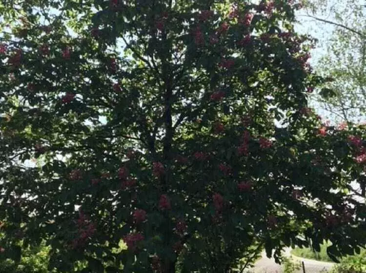 ベッドアンドブレックファースト Campagn Art