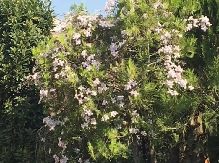 ベッドアンドブレックファースト Campagn Art