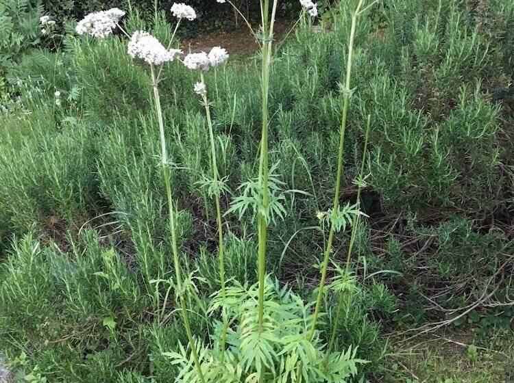 Bed and Breakfast Campagn Art