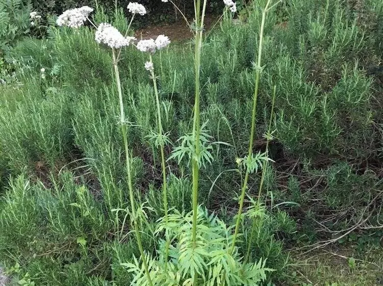 ベッドアンドブレックファースト Campagn Art