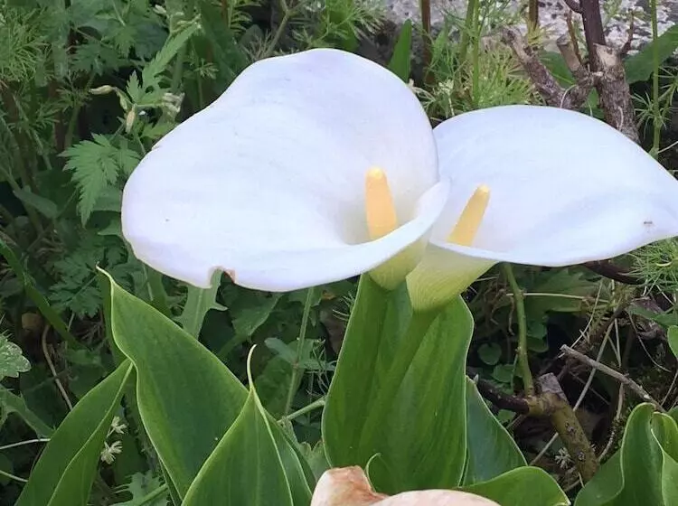 ベッドアンドブレックファースト Campagn Art