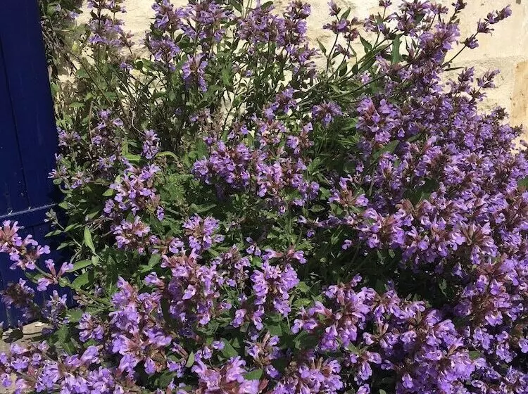 ベッドアンドブレックファースト Campagn Art