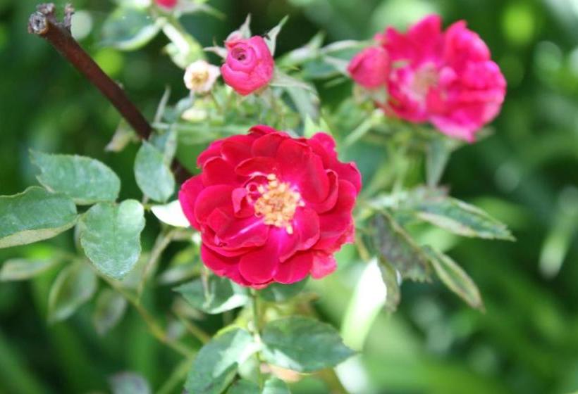 Bed and Breakfast Mandalay House