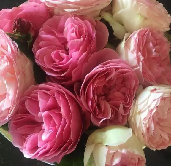 ベッドアンドブレックファースト Mein Ostseeplätzchen