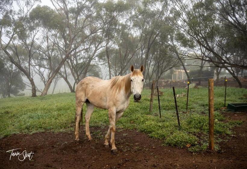 Bed and Breakfast Pecan Hill Bnb