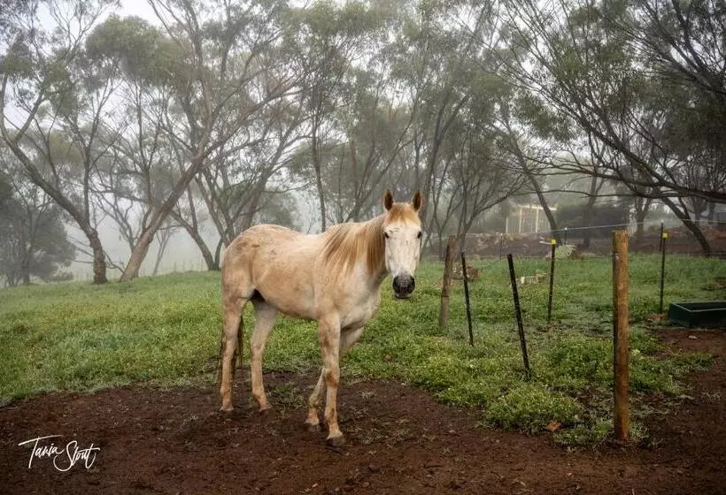 Aamiaismajoitus (B&B) Pecan Hill Bnb