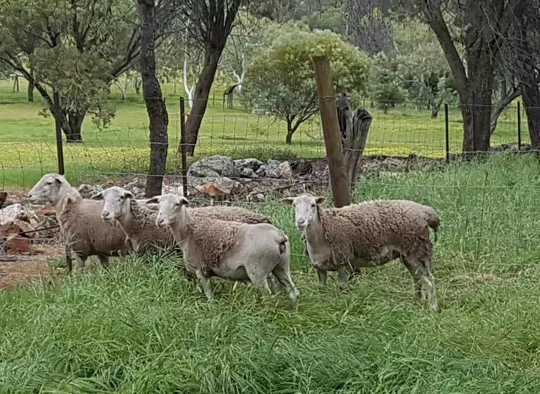 Aamiaismajoitus (B&B) Pecan Hill Bnb