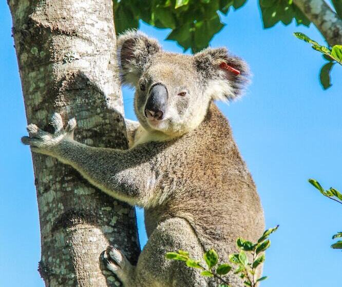 Esk Caravan Park & Rail Trail Motel