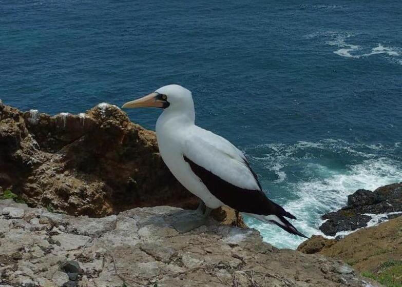 Szálló Hospedaje Algarrobo Machalilla