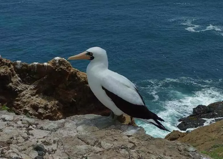 Retkeilymaja Hospedaje Algarrobo Machalilla
