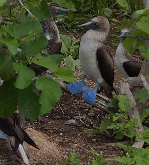 Szálló Hospedaje Algarrobo Machalilla