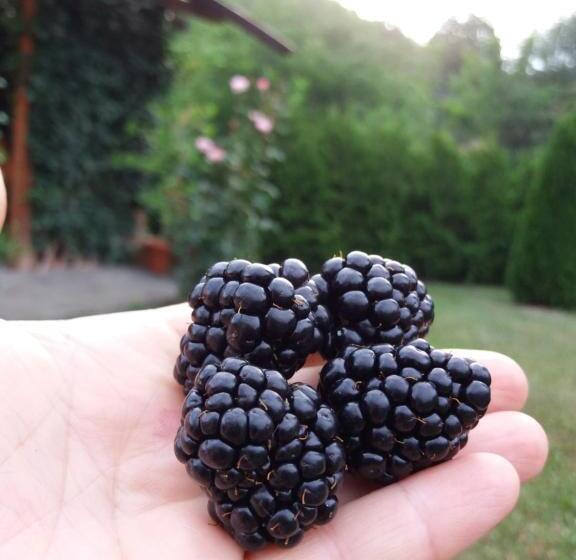 ベッドアンドブレックファースト Casa Cu Muri