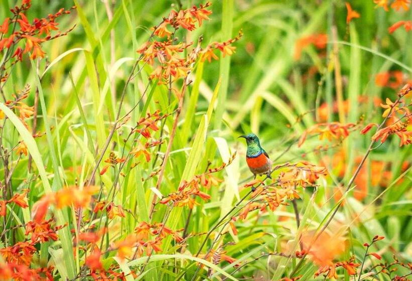 Molweni   Kamberg Valley B&b