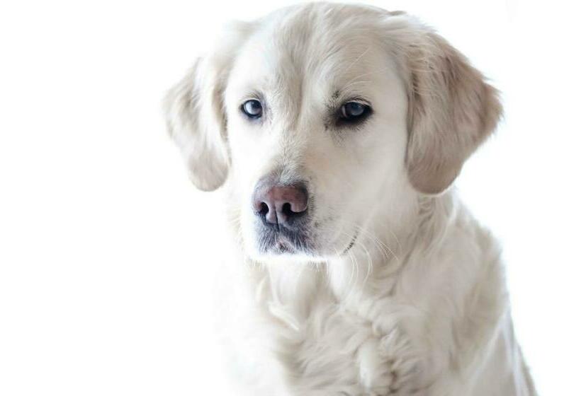 Stf Villa Söderåsen B&b