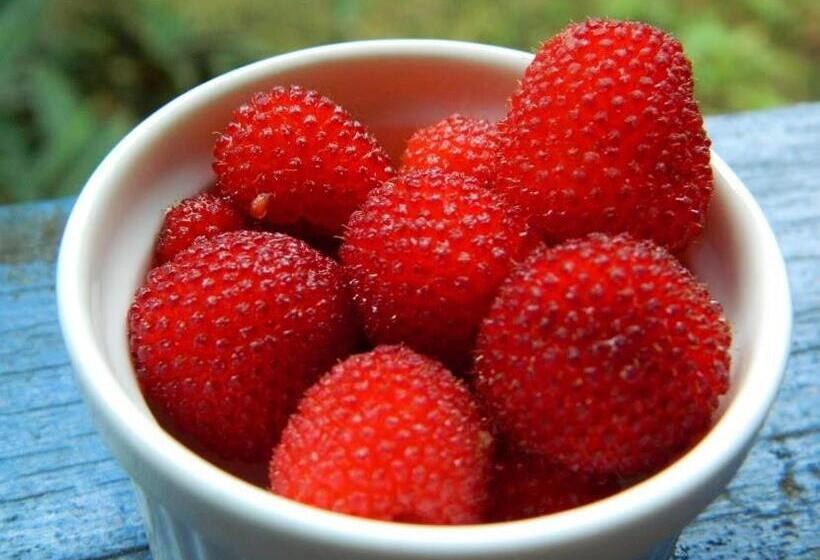 بنسيون Bicho Do Mato Suites