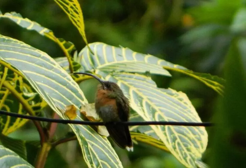 Majatalo Bicho Do Mato Suites