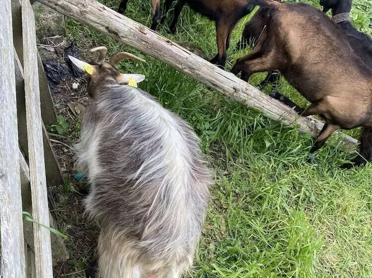 ペンション Quinta Dos Bravos