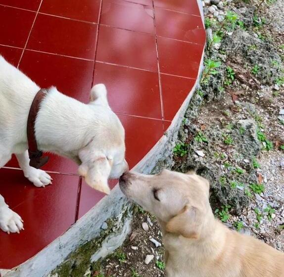 Bed and Breakfast Oro Beach Houses