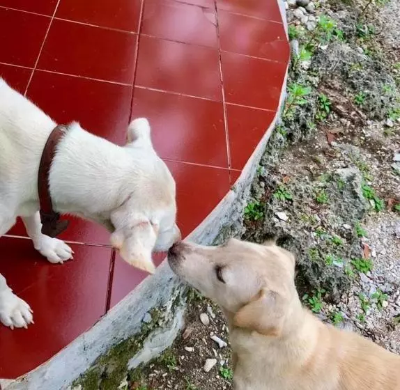 Aamiaismajoitus (B&B) Oro Beach Houses