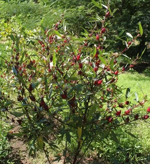 هتل Finca La Magia