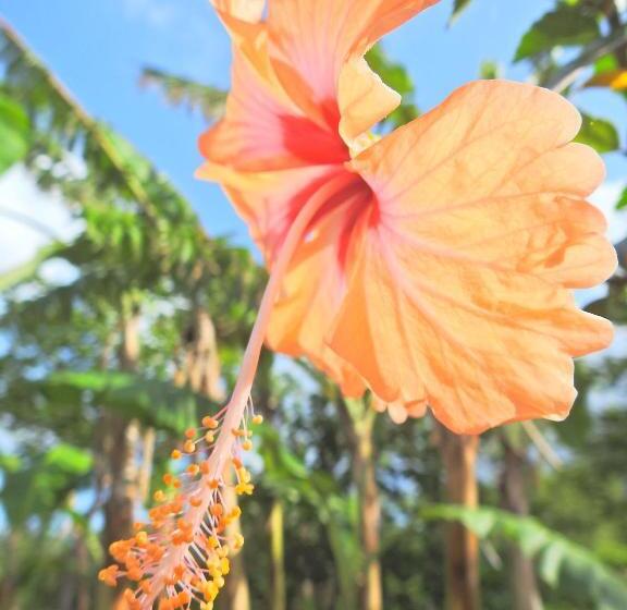 酒店 Finca La Magia