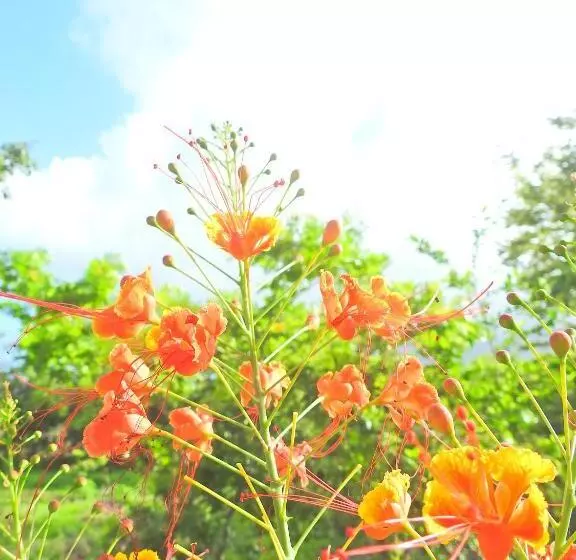هتل Finca La Magia