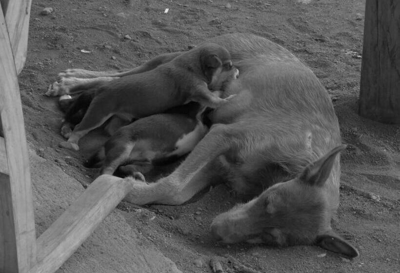 酒店 Finca La Magia