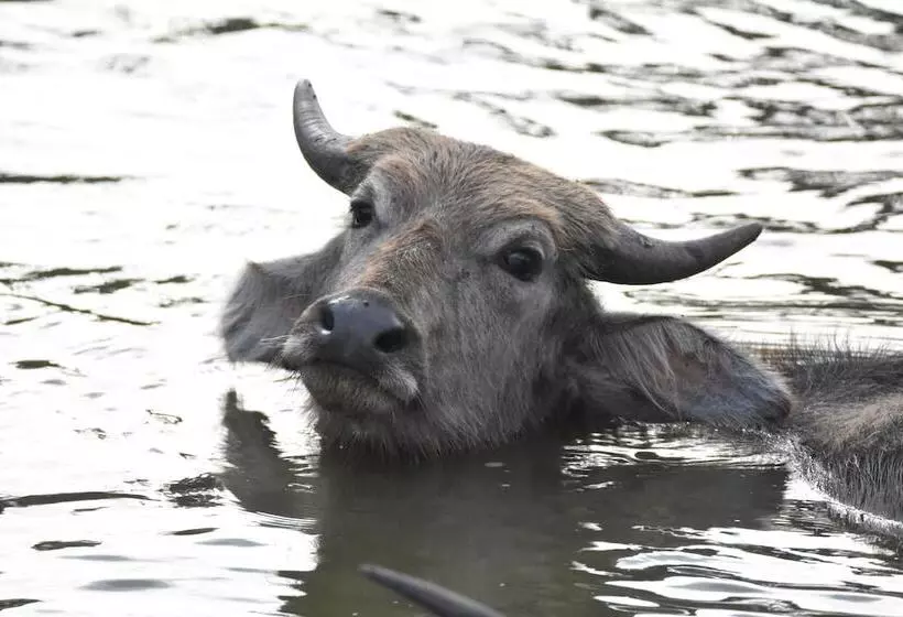 Hotelli Explorer By Eco Team   Kumana National Park
