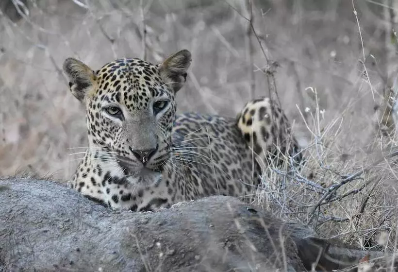 Hotelli Explorer By Eco Team   Kumana National Park