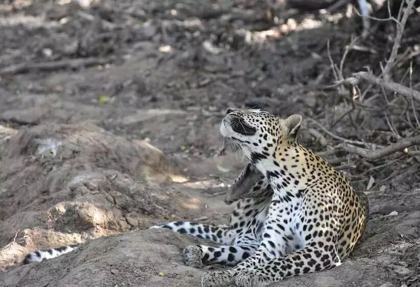 Hotelli Explorer By Eco Team   Kumana National Park