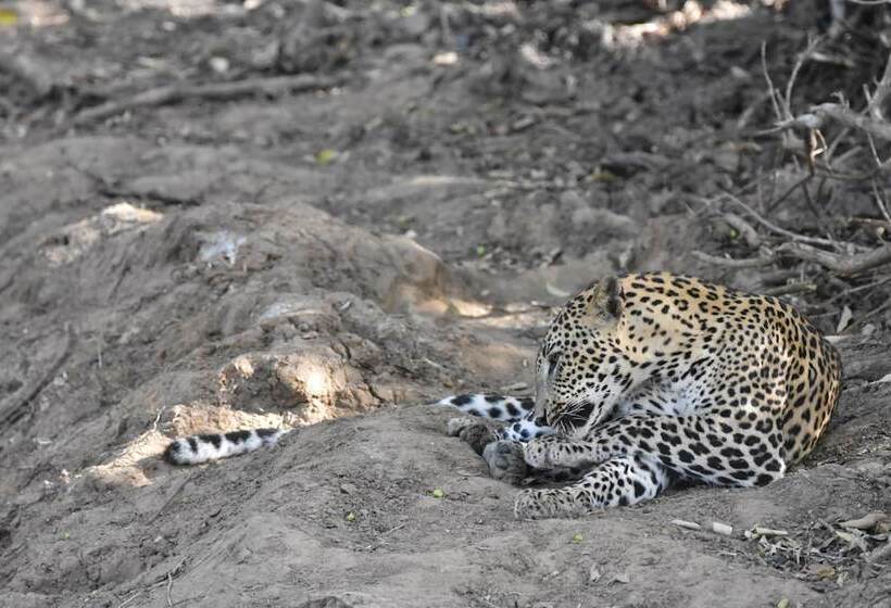 ホテル Explorer By Eco Team Kumana National Park