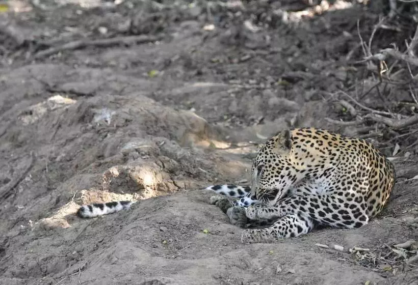 Hotelli Explorer By Eco Team   Kumana National Park